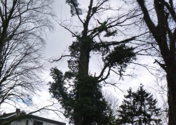 Travaux d’élagage et d'abattage d'arbre