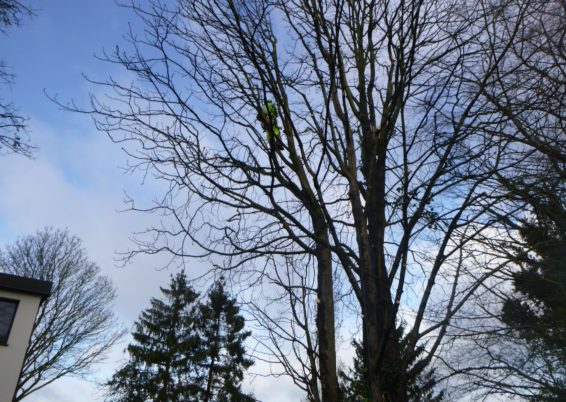 Travaux d’élagage et d'abattage d'arbre