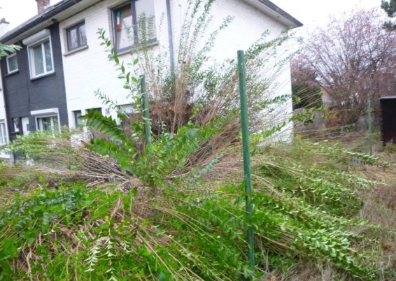 Réaménagement d'un petit jardin de ville à Liège