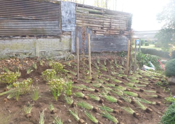 Réalisation d'une plantation à Sprimont