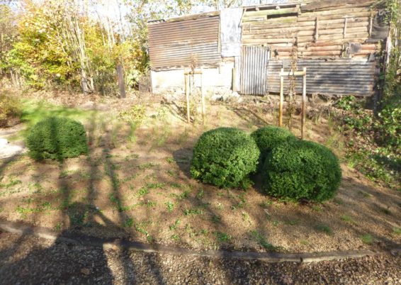 Réalisation d'une plantation à Sprimont