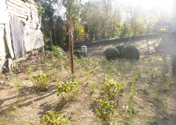 Réalisation d'une plantation à Sprimont
