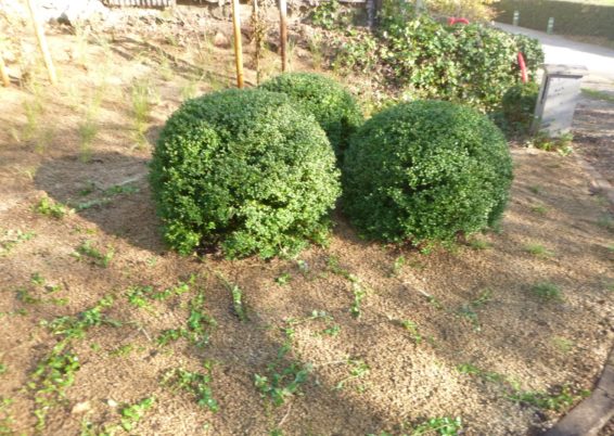 Réalisation d'une plantation à Sprimont