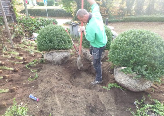 Réalisation d'une plantation à Sprimont