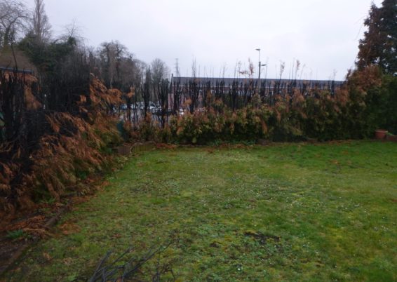 Remplacement d'une clôture et haie