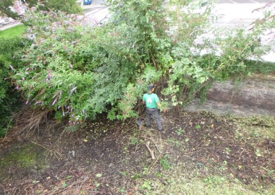 Nettoyage d'un jardin laissé à l'abandon pendant des années pour l'école Sainte Marie à Seraing...