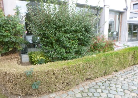 Enlèvement de plantations et semis de pelouse dans l'espace réception au château de Limont.

la s...