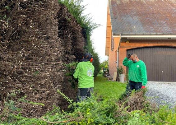 Remise en forme d'un jardin un peut oublié à Horion-Hozémont.

Tailles très fortes de remise à ...