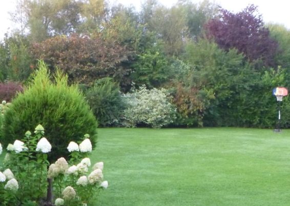 Remise en forme d'un jardin un peut oublié à Horion-Hozémont.

Tailles très fortes de remise à ...
