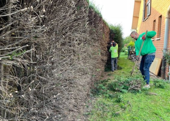 Remise en forme d'un jardin un peut oublié à Horion-Hozémont.

Tailles très fortes de remise à ...