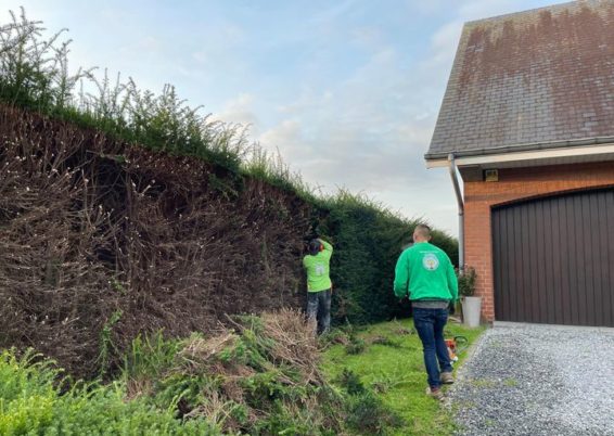 Remise en forme d'un jardin un peut oublié à Horion-Hozémont.

Tailles très fortes de remise à ...