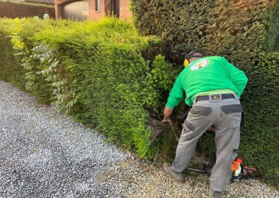 Remise en forme d'un jardin un peut oublié à Horion-Hozémont.

Tailles très fortes de remise à ...