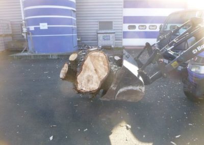 Travaux d'abattage d'arbre morts pour la société A.I.D.E. fraisage des souches pour une nouvelle p...