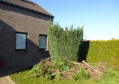 Petits travaux de tailles et de suppression d'un chemin dans un jardin à Boncelles. 

Albert notre ...