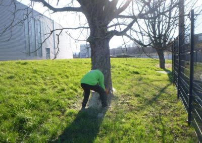 Travaux d'abattage d'arbre morts pour la société A.I.D.E. fraisage des souches pour une nouvelle p...