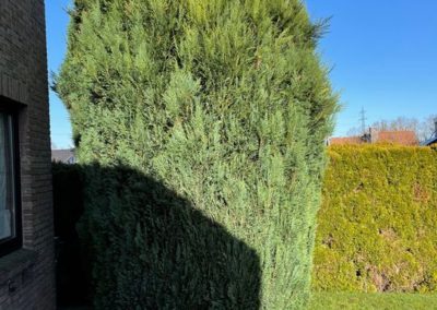 Petits travaux de tailles et de suppression d'un chemin dans un jardin à Boncelles. 

Albert notre ...