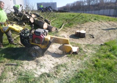 Travaux d'abattage d'arbre morts pour la société A.I.D.E. fraisage des souches pour une nouvelle p...