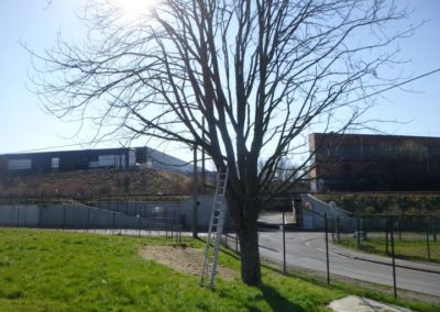 Travaux d'abattage d'arbre morts pour la société A.I.D.E. fraisage des souches pour une nouvelle p...