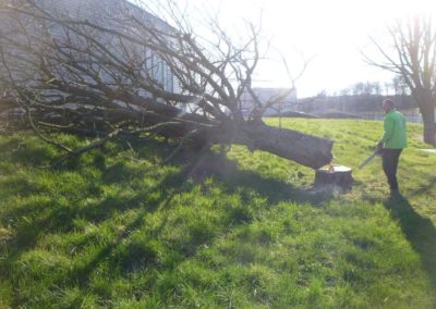 Travaux d'abattage d'arbre morts pour la société A.I.D.E. fraisage des souches pour une nouvelle p...