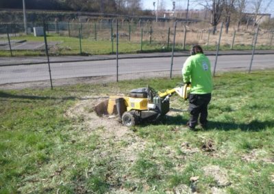 Travaux d'abattage d'arbre morts pour la société A.I.D.E. fraisage des souches pour une nouvelle p...