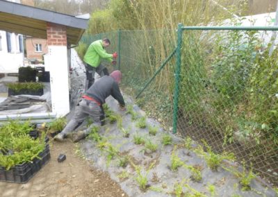 Plantation des abords d'une maison à Esneux....