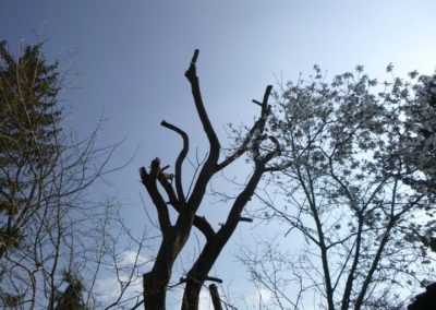 Élagage d'un saule réaliser avec succès pour notre nouveau collaborateur Johnny. 

Très bon boul...