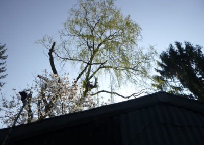 Élagage d'un saule réaliser avec succès pour notre nouveau collaborateur Johnny. 

Très bon boul...