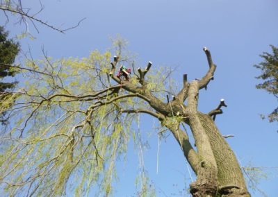 Élagage d'un saule réaliser avec succès pour notre nouveau collaborateur Johnny. 

Très bon boul...