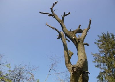 Élagage d'un saule réaliser avec succès pour notre nouveau collaborateur Johnny. 

Très bon boul...