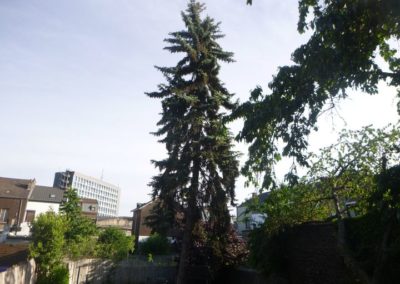 Abattage de deux arbres dans un petit jardin de ville