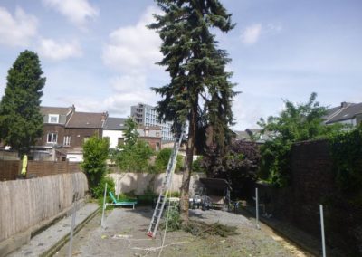 Abattage de deux arbres dans un petit jardin de ville. 

Démontage pour ne pas endommager les abord...