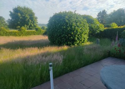 Remise à niveau d'un jardin oublié pendant quelques semaines....