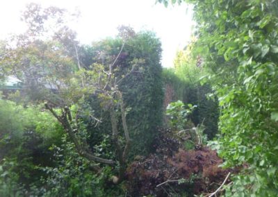 Il y a plus de 20 années nous avions crée ce magnifique jardin qui a été oublié pendant plus de...