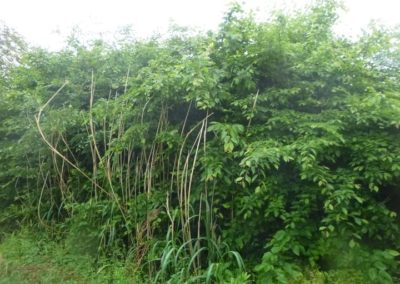 Il y a plus de 20 années nous avions crée ce magnifique jardin qui a été oublié pendant plus de...
