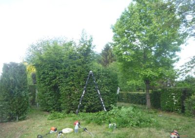 Il y a plus de 20 années nous avions crée ce magnifique jardin qui a été oublié pendant plus de...