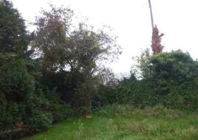 Rénovation d'un jardin à Angleur. Enlèvement des arbres morts et malade en vue d'une prochaine r...