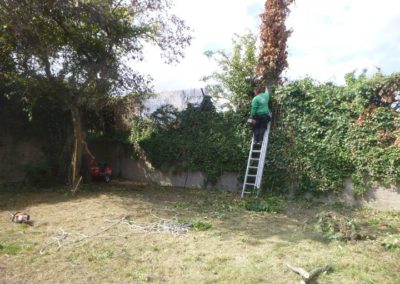 Abattage d'arbres à Angleur