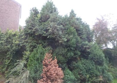 Rénovation d'un jardin à Angleur. Enlèvement des arbres morts et malade en vue d'une prochaine r...