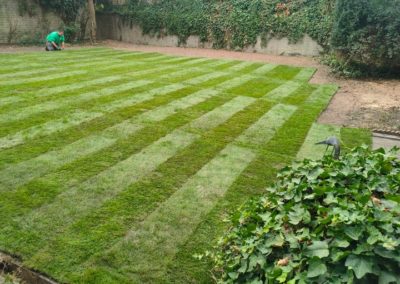 Rénovation d'un jardin à Angleur. Enlèvement des arbres morts et malade en vue d'une prochaine r...