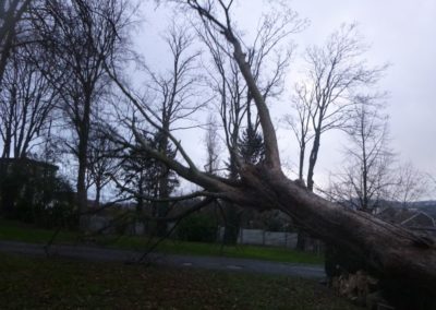 Abattage d'un arbre remarquable qui a été victime des sècheresses répétées de ces dernières a...