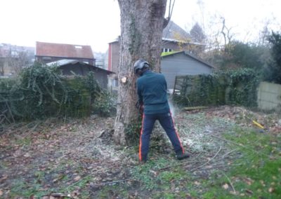 Abattage d'un arbre remarquable qui a été victime des sècheresses répétées de ces dernières a...