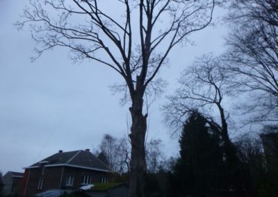 Abattage d'un arbre remarquable qui a été victime des sècheresses répétées de ces dernières a...