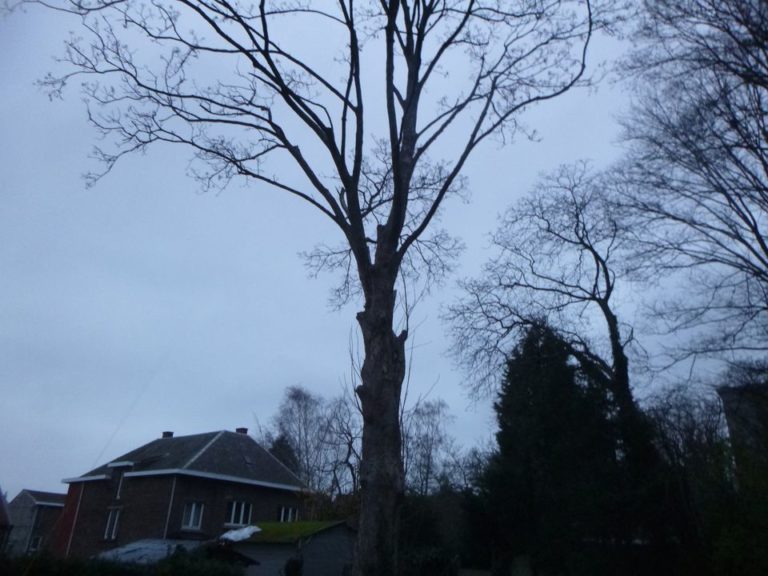 Abattage d'un arbre remarquable qui a été victime des sècheresses répétées de ces dernières a...