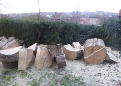 Abattage d'un arbre remarquable qui a été victime des sècheresses répétées de ces dernières a...