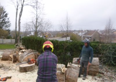 Abattage d'un arbre remarquable qui a été victime des sècheresses répétées de ces dernières a...