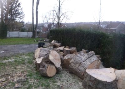 Abattage d'un arbre remarquable qui a été victime des sècheresses répétées de ces dernières a...