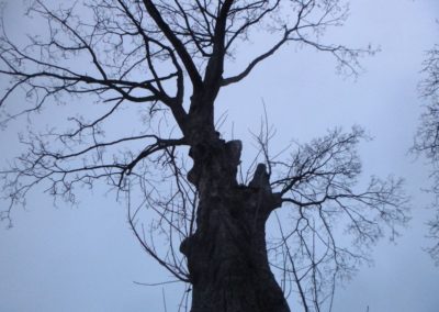 Abattage d'un arbre remarquable qui a été victime des sècheresses répétées de ces dernières a...