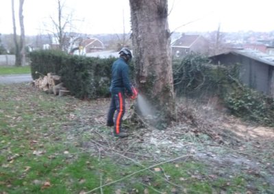 Abattage d'un arbre remarquable qui a été victime des sècheresses répétées de ces dernières a...