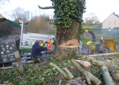Abattage d'arbres partiellement morts et devenus dangereux....