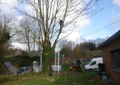 Abattage d'arbres partiellement morts et devenus dangereux....